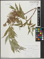 Foto von Salix alba L.